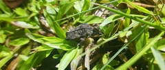 Rhinella humboldti
