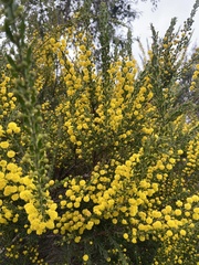 Acacia paradoxa