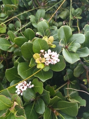 Rhaphiolepis umbellata