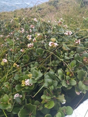 Rhaphiolepis umbellata