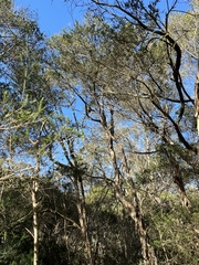 Pachycephala pectoralis