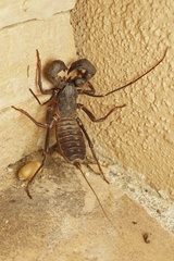 Mastigoproctus giganteus