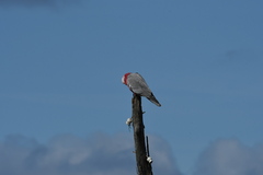 Eolophus roseicapilla albiceps