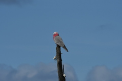 Eolophus roseicapilla albiceps