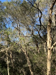 Pachycephala pectoralis