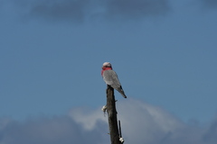 Eolophus roseicapilla albiceps