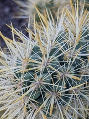 Cylindropuntia echinocarpa
