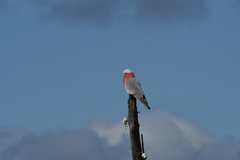 Eolophus roseicapilla albiceps