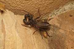 Mastigoproctus giganteus