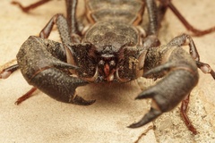 Mastigoproctus giganteus