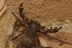 Mastigoproctus giganteus