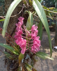 Rodriguezia lanceolata