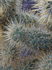 Cylindropuntia echinocarpa