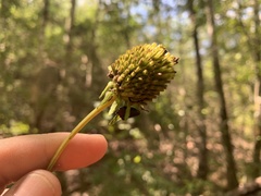 Rudbeckia scabrifolia
