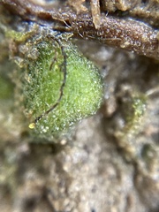 Enigmella thallina