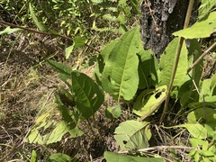 Rudbeckia scabrifolia