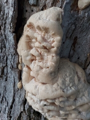 Climacodon septentrionalis