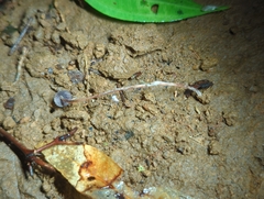 Psilocybe neoxalapensis