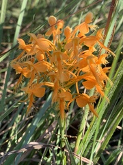 Platanthera ciliaris
