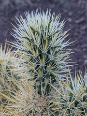 Cylindropuntia echinocarpa