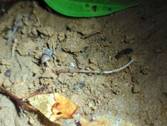 Psilocybe neoxalapensis
