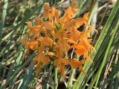 Platanthera ciliaris