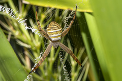 Argiope magnifica