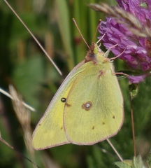 Colias philodice eriphyle