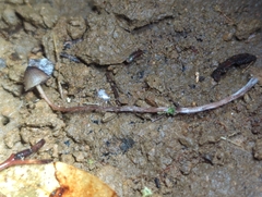 Psilocybe neoxalapensis