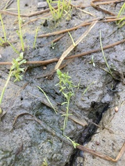 Crassula aquatica