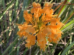 Platanthera ciliaris