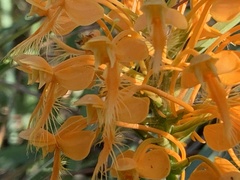 Platanthera ciliaris