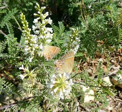 Callophrys gryneus