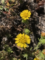 Deinandra corymbosa
