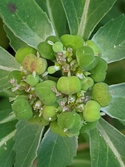 Euphorbia dentata