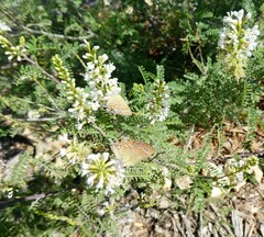 Callophrys gryneus