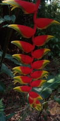 Heliconia rostrata