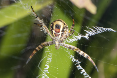 Argiope magnifica