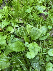 Plantago major