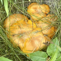 Cuphophyllus pratensis