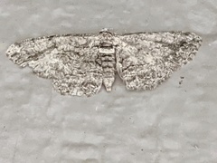 Anavitrinella pampinaria