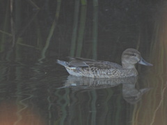 Anas crecca carolinensis