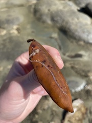 Baseodiscus delineatus