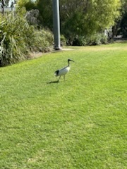 Threskiornis molucca