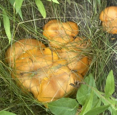 Cuphophyllus pratensis