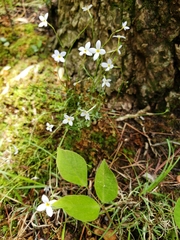 Houstonia caerulea
