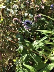 Mentha aquatica