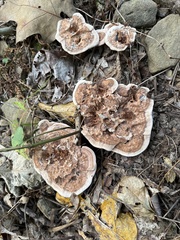 Hydnellum concrescens