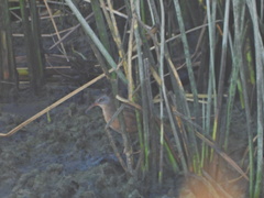 Rallus limicola