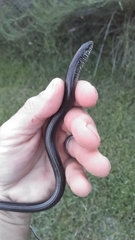 Ophisaurus ventralis